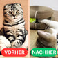 Katzenwirbel